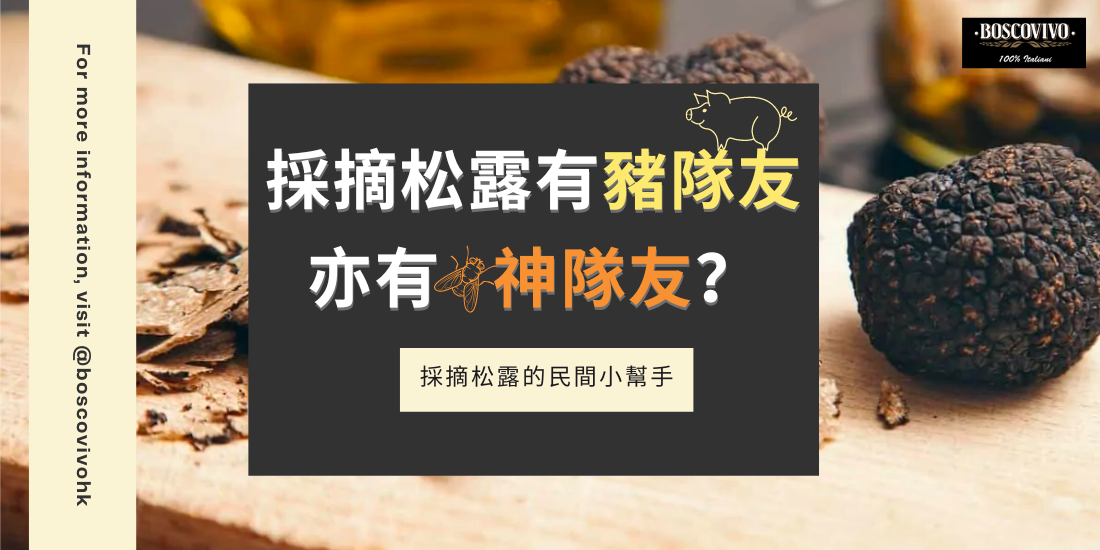 採摘松露有豬隊友亦有神隊友？